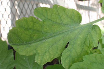 Magnesium Deficiency of Tomato