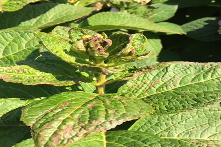 A Troublesome Leafhopper, and a Few (Other) Thrips