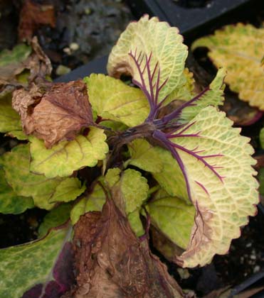 Coleus Disease Photo Guide