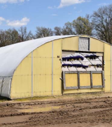  Heat Stress and Injury of High Tunnel Grown Bedding Plants