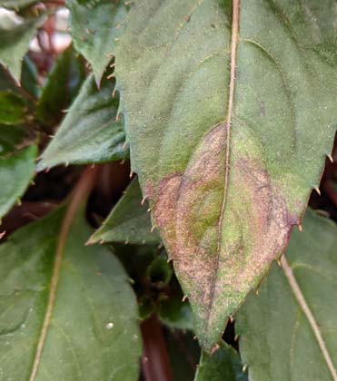 New Guinea Impatiens: Tomato Spotted Wilt Virus (TSWV)