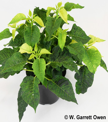 Poinsettia Mosaic Virus (PnMV)