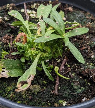 Shasta Daisy:  Undifferentiated Basal Growth