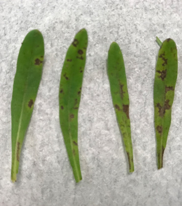 Leaf Spot on Calibrachoa