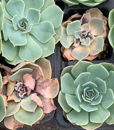 Fusarium crown and stem rot of Echeveria