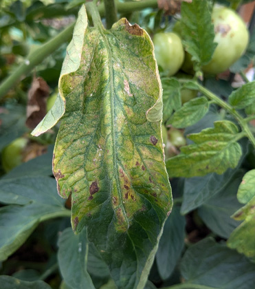 Tomato: Tomato Spotted Wilt Virus (TSWV)