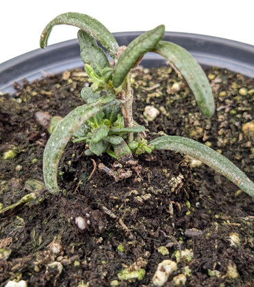 It's Complicated: Rosemary Boron Problems