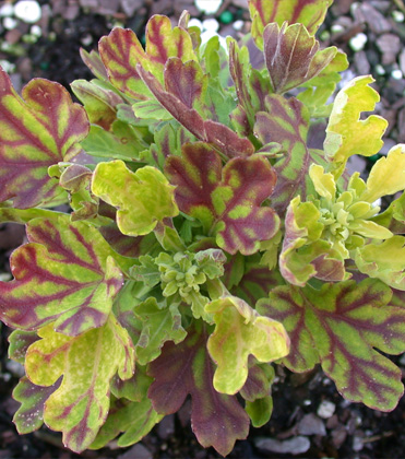 Garden Mums: The Possibilities of Seeing Red 